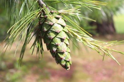 Pinus armandii - borovice Armandova - šiška